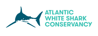 atlantic white shark conservancy